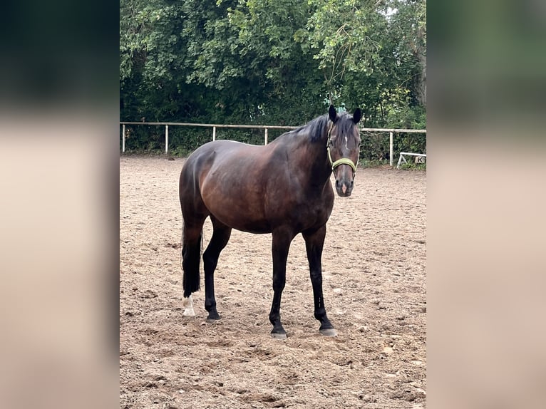 Oldenburger Wallach 9 Jahre 170 cm Dunkelbrauner in Großbeeren Großbeeren