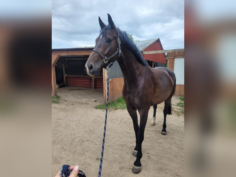Oldenburger Wallach 9 Jahre 170 cm Dunkelbrauner in Großbeeren Großbeeren