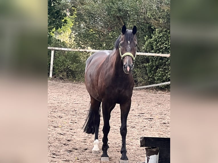 Oldenburger Wallach 9 Jahre 170 cm Dunkelbrauner in Großbeeren Großbeeren