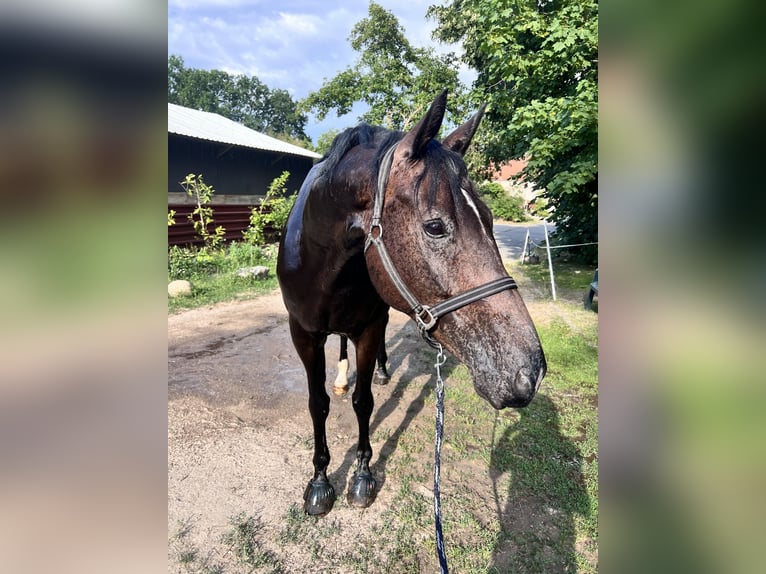 Oldenburger Wallach 9 Jahre 170 cm Dunkelbrauner in Großbeeren Großbeeren