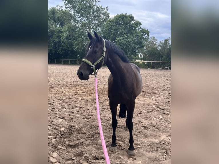 Oldenburger Wallach 9 Jahre 170 cm Dunkelbrauner in Großbeeren Großbeeren
