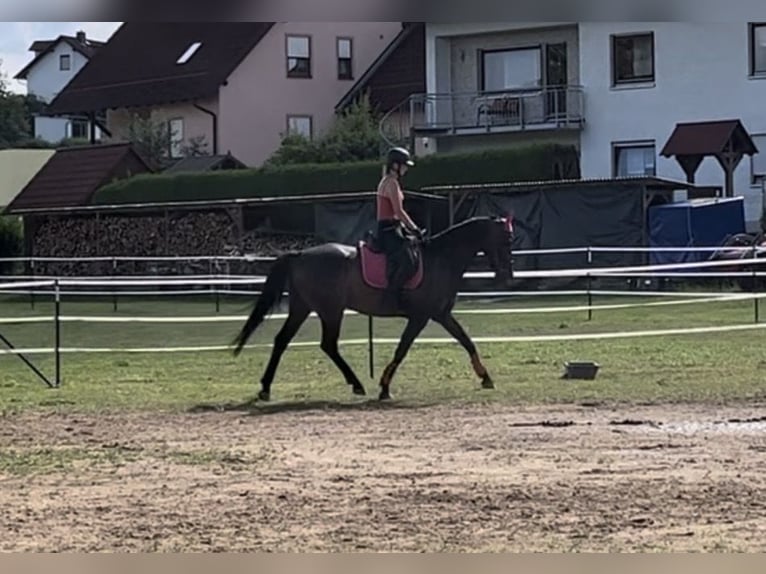 Oldenburger Wallach 9 Jahre 170 cm Dunkelbrauner in Hollfeld