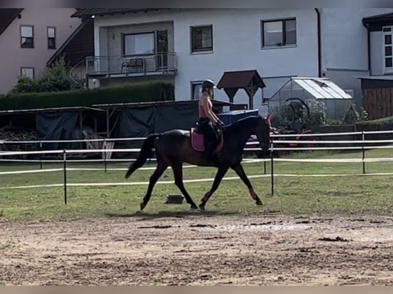 Oldenburger Wallach 9 Jahre 170 cm Dunkelbrauner in Hollfeld