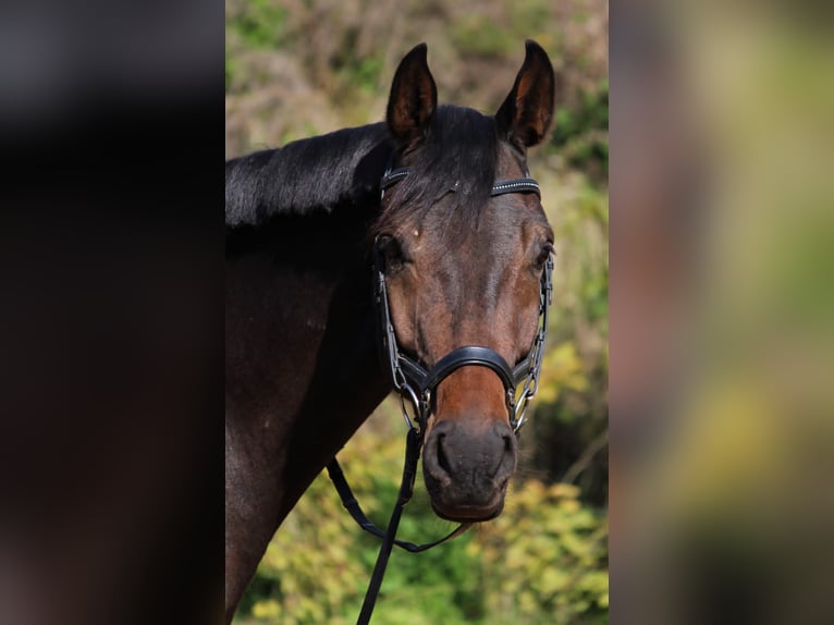 Oldenburger Wallach 9 Jahre 170 cm Dunkelbrauner in Hollfeld
