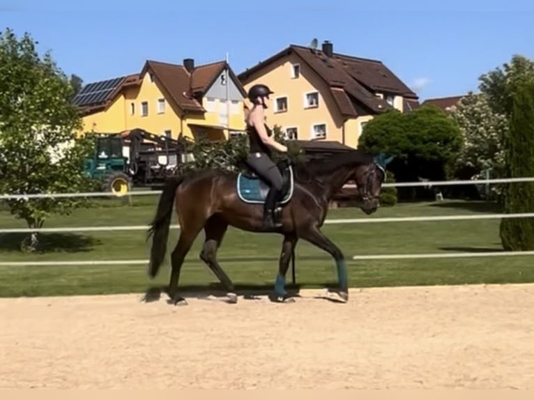 Oldenburger Wallach 9 Jahre 170 cm Dunkelbrauner in Hollfeld