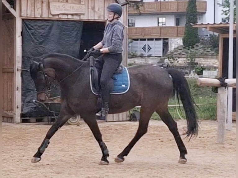 Oldenburger Wallach 9 Jahre 170 cm Dunkelbrauner in Hollfeld