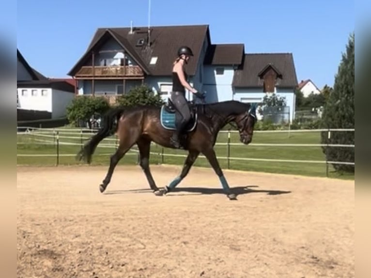 Oldenburger Wallach 9 Jahre 170 cm Dunkelbrauner in Hollfeld