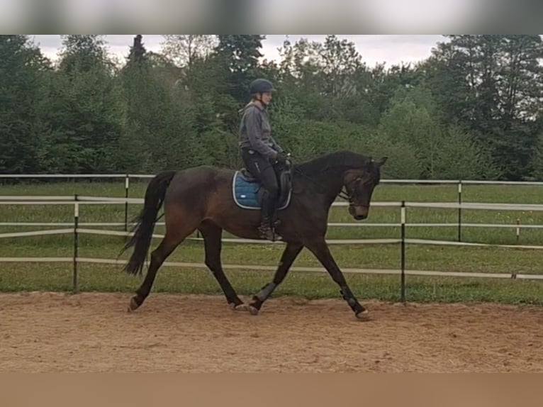 Oldenburger Wallach 9 Jahre 170 cm Dunkelbrauner in Hollfeld