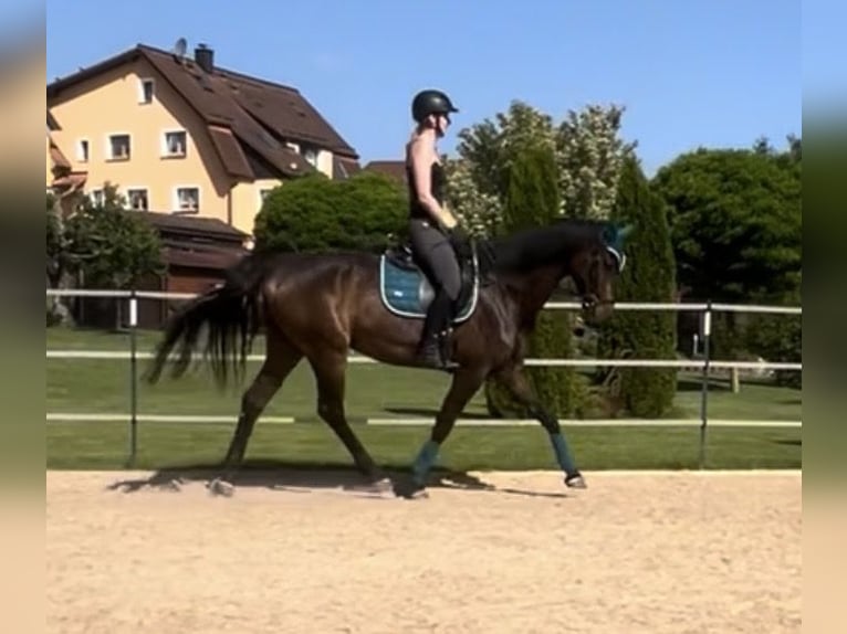 Oldenburger Wallach 9 Jahre 170 cm Dunkelbrauner in Hollfeld