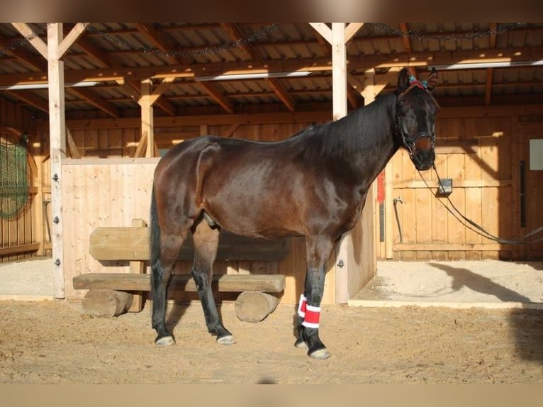 Oldenburger Wallach 9 Jahre 170 cm Dunkelbrauner in Hollfeld