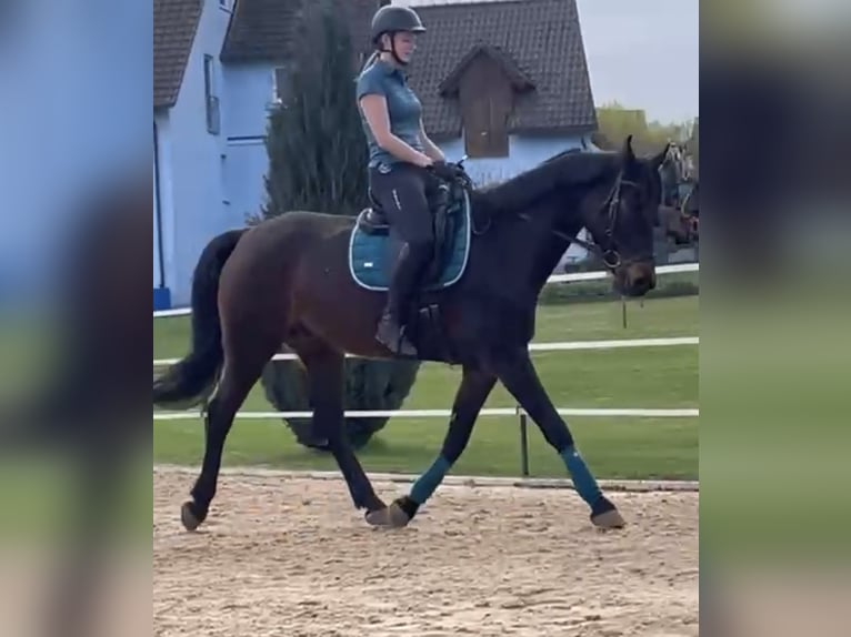 Oldenburger Wallach 9 Jahre 170 cm Dunkelbrauner in Hollfeld