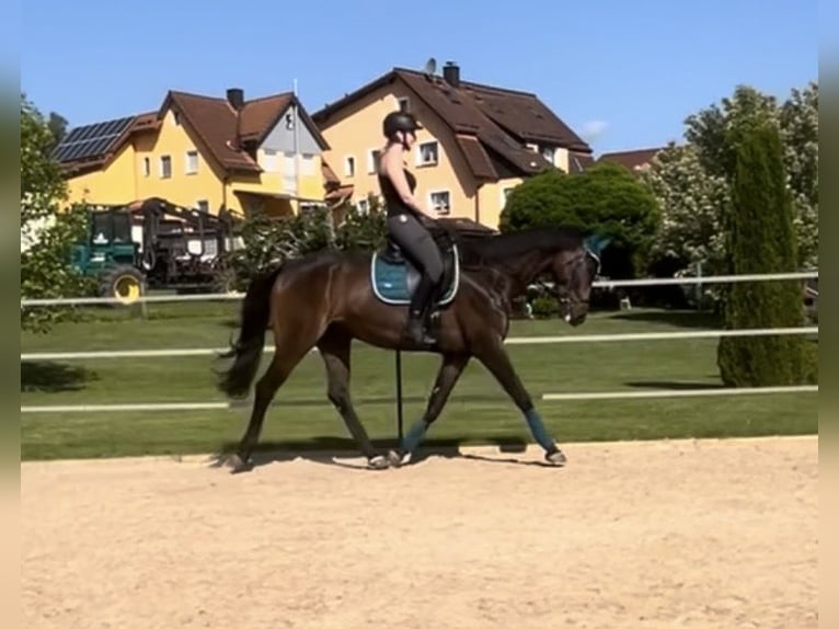 Oldenburger Wallach 9 Jahre 170 cm Dunkelbrauner in Hollfeld