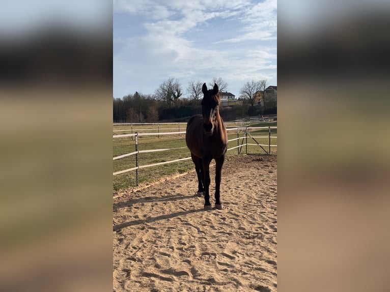 Oldenburger Wallach 9 Jahre 170 cm Dunkelbrauner in Hollfeld