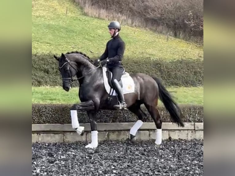 Oldenburger Wallach 9 Jahre 170 cm Rappe in Niederkirchen