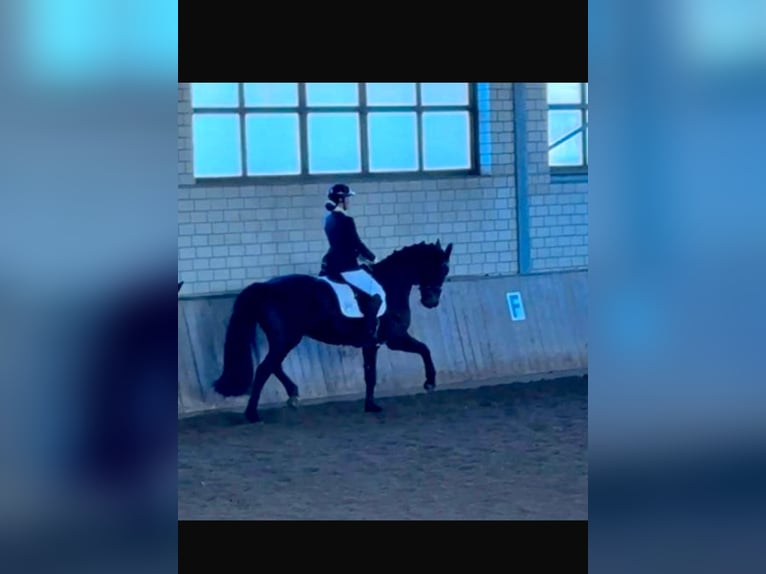 Oldenburger Wallach 9 Jahre 170 cm Schwarzbrauner in Wedemark