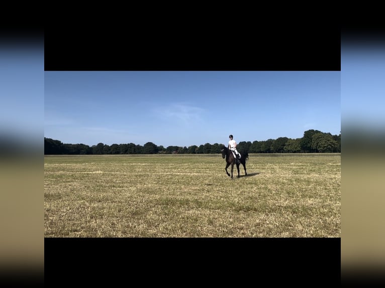 Oldenburger Wallach 9 Jahre 170 cm Schwarzbrauner in Wedemark