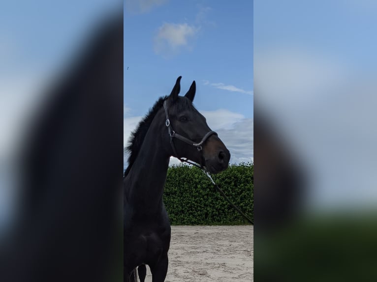Oldenburger Wallach 9 Jahre 170 cm Schwarzbrauner in Biedesheim