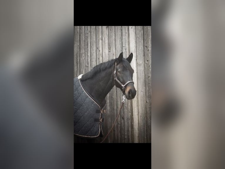 Oldenburger Wallach 9 Jahre 170 cm Schwarzbrauner in Biedesheim