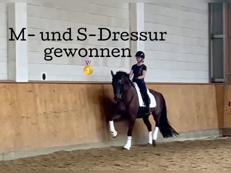 Oldenburger Wallach 9 Jahre 171 cm Dunkelfuchs in Hoisdorf