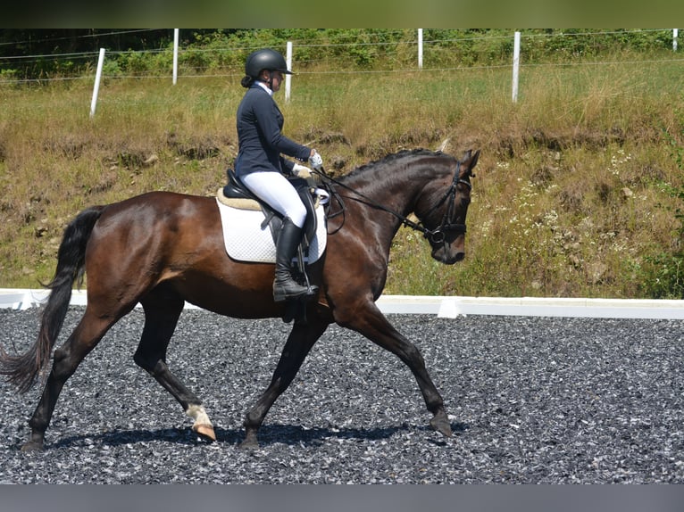 Oldenburger Wallach 9 Jahre 172 cm Schwarzbrauner in Linz