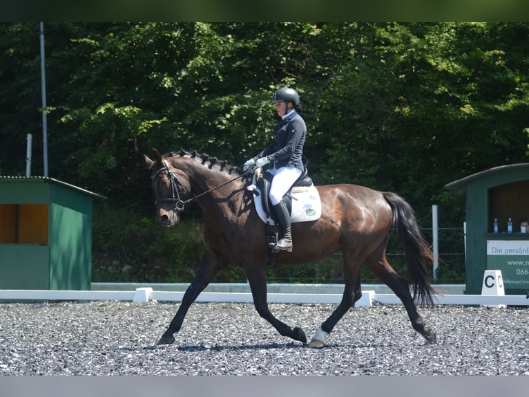 Oldenburger Wallach 9 Jahre 172 cm Schwarzbrauner in Linz