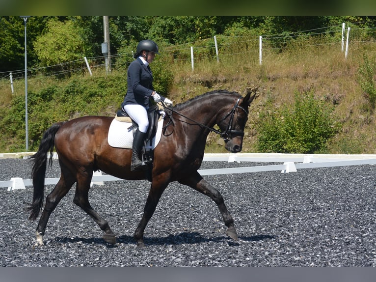Oldenburger Wallach 9 Jahre 172 cm Schwarzbrauner in Linz
