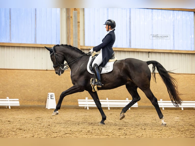 Oldenburger Wallach 9 Jahre 172 cm Schwarzbrauner in Weiding