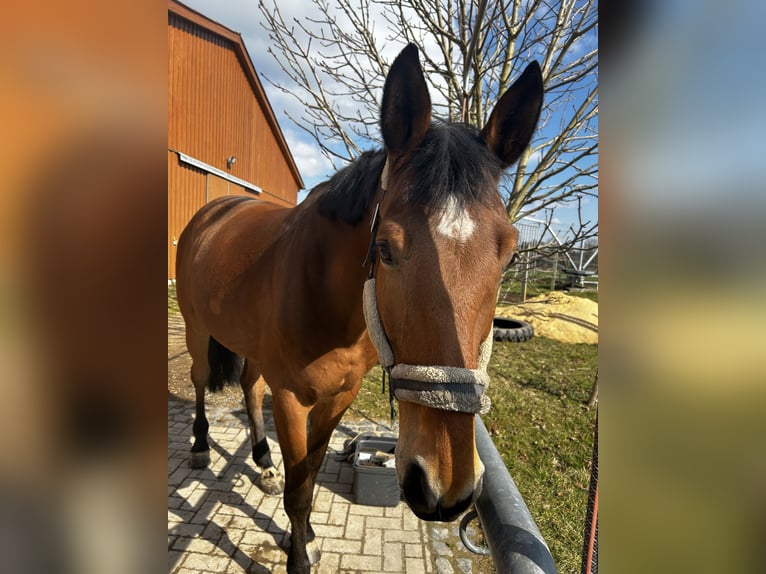 Oldenburger Wallach 9 Jahre 173 cm Brauner in Langenbernsdorf