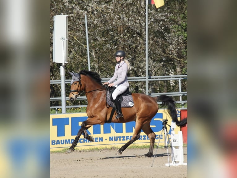 Oldenburger Wallach 9 Jahre 173 cm Brauner in Langenbernsdorf