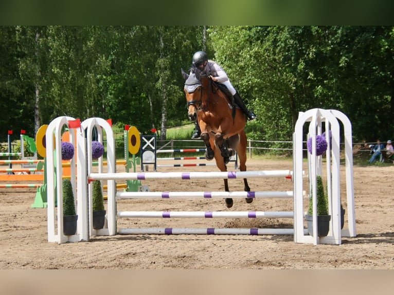 Oldenburger Wallach 9 Jahre 173 cm Brauner in Langenbernsdorf