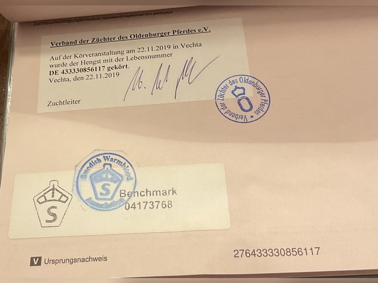 Oldenburger Wallach 9 Jahre 173 cm Dunkelbrauner in Rosenheim
