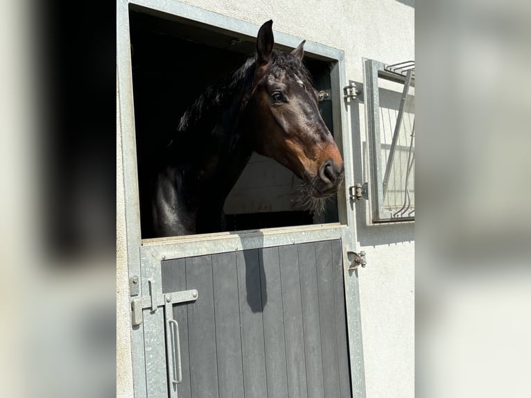 Oldenburger Wallach 9 Jahre 173 cm Dunkelbrauner in Ziemięcice