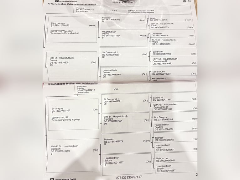 Oldenburger Wallach 9 Jahre 173 cm  in Steinfeld (Oldenburg)