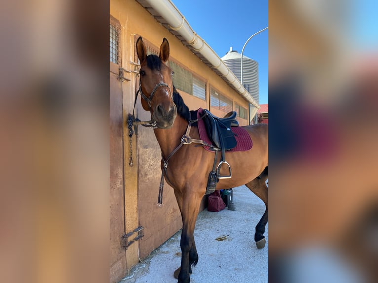 Oldenburger Wallach 9 Jahre 174 cm Brauner in Lizarra