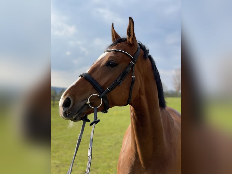 Oldenburger Wallach 9 Jahre 174 cm Brauner in Starnberg
