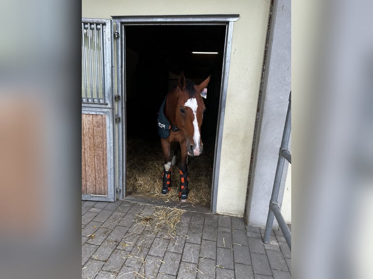 Oldenburger Wallach 9 Jahre 174 cm Brauner in Starnberg