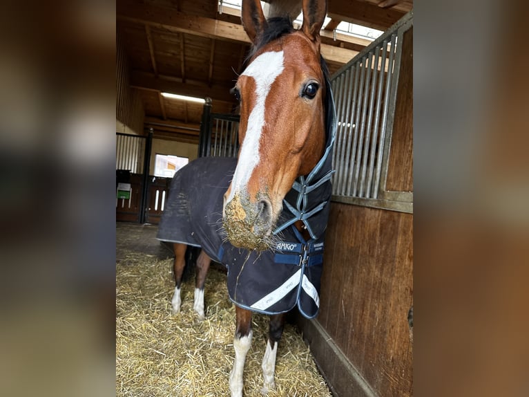 Oldenburger Wallach 9 Jahre 174 cm Brauner in Starnberg