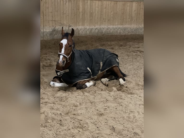 Oldenburger Wallach 9 Jahre 174 cm Brauner in Starnberg