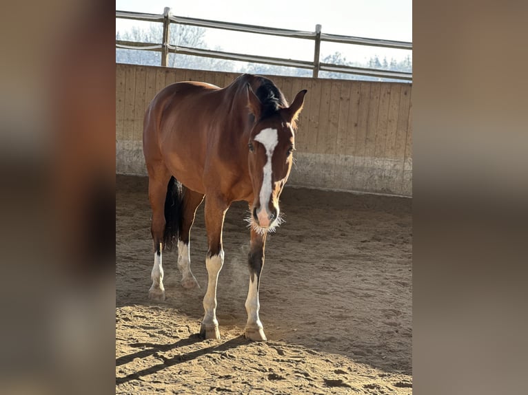 Oldenburger Wallach 9 Jahre 174 cm Brauner in Starnberg