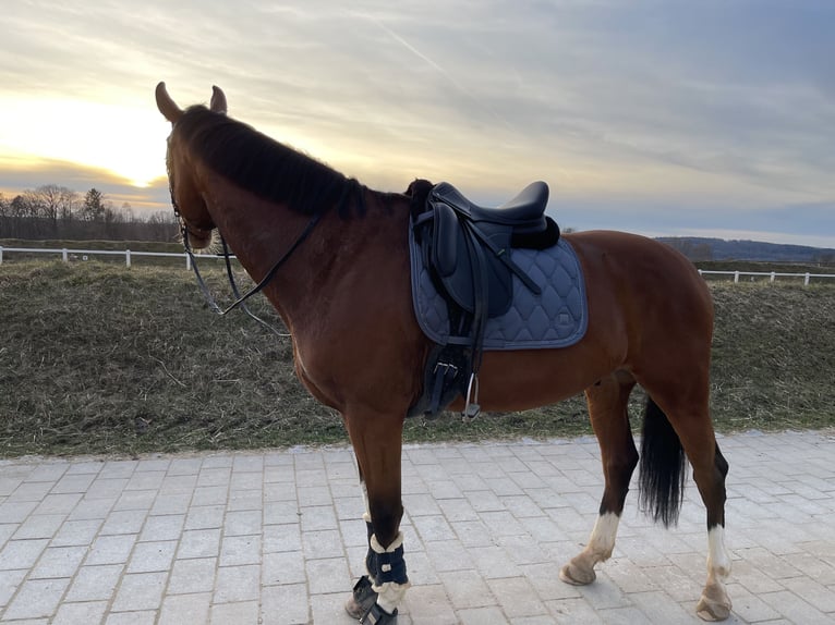 Oldenburger Wallach 9 Jahre 174 cm Brauner in Starnberg