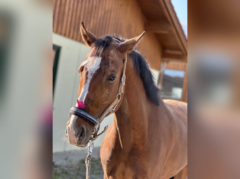 Oldenburger Wallach 9 Jahre 174 cm Brauner in Starnberg