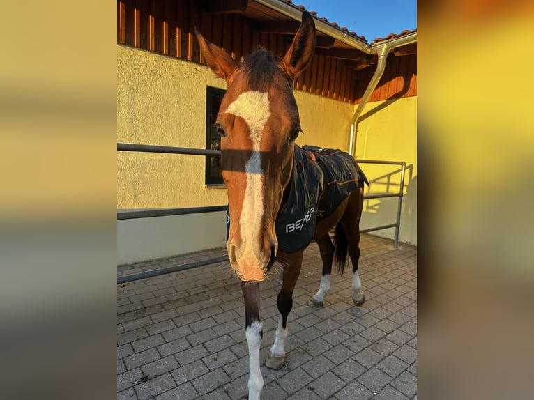 Oldenburger Wallach 9 Jahre 174 cm Brauner in Starnberg