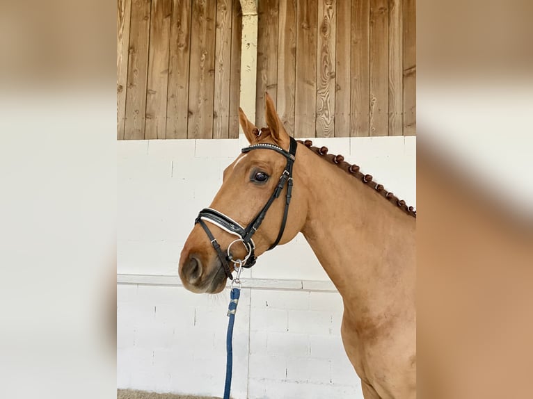 Oldenburger Wallach 9 Jahre 174 cm Fuchs in Champcueil
