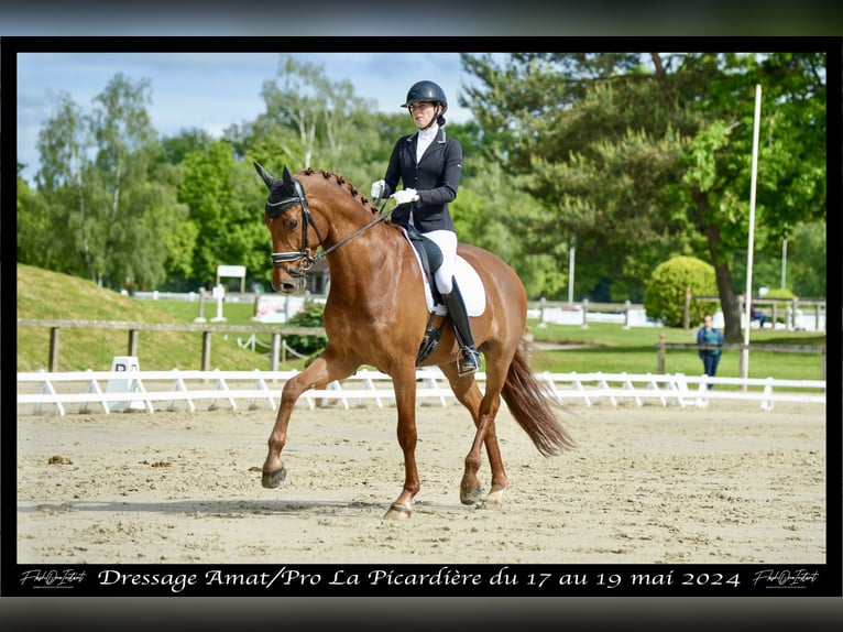 Oldenburger Wallach 9 Jahre 174 cm Fuchs in Champcueil