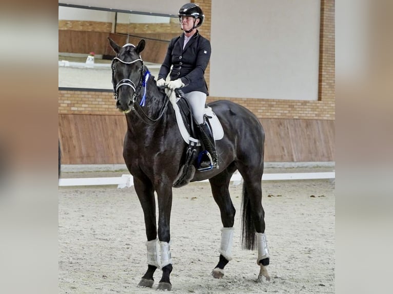 Oldenburger Wallach 9 Jahre 174 cm Rappe in Berlin
