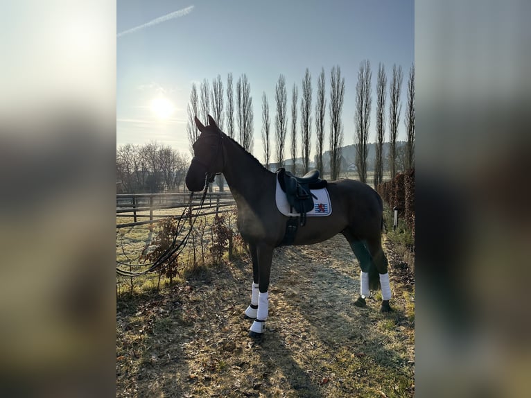 Oldenburger Wallach 9 Jahre 174 cm Schwarzbrauner in Beckerich