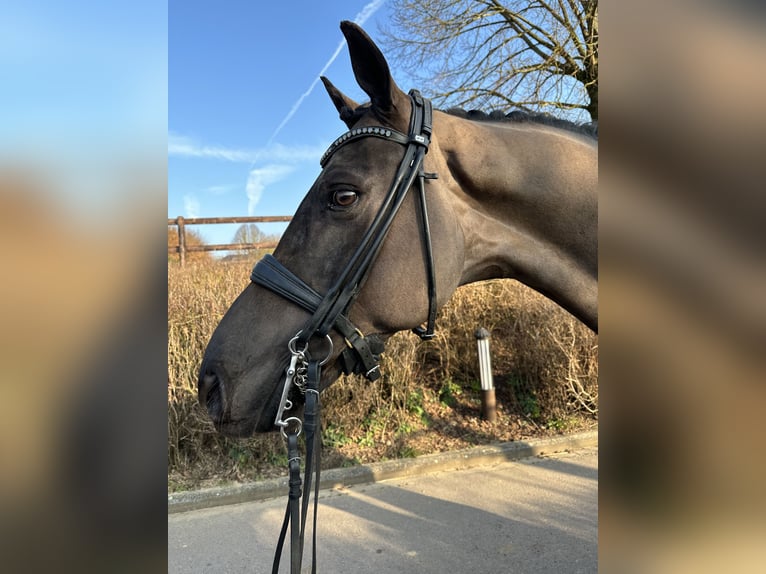 Oldenburger Wallach 9 Jahre 174 cm Schwarzbrauner in Beckerich