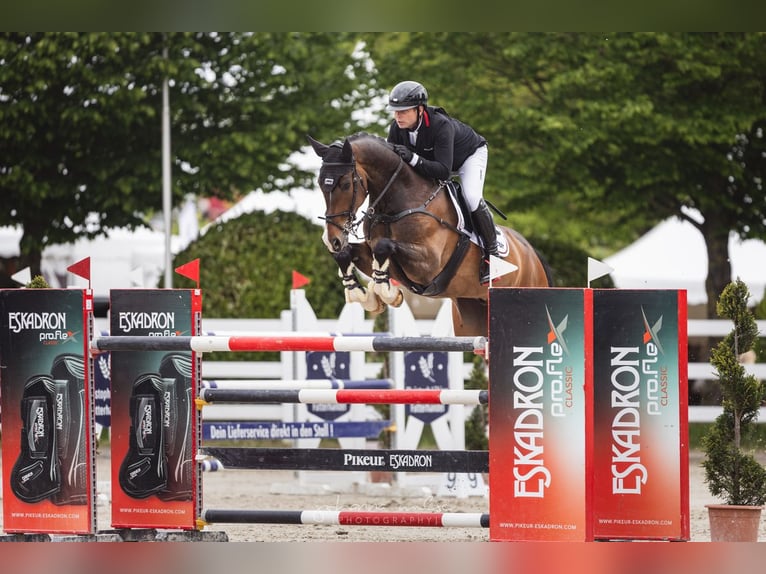 Oldenburger Wallach 9 Jahre 175 cm Brauner in Herford