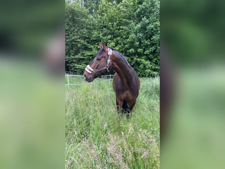 Oldenburger Wallach 9 Jahre 175 cm in Zaisenhausen