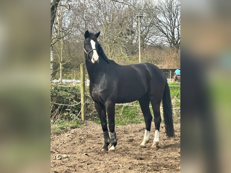 Oldenburger Wallach 9 Jahre 175 cm Rappe in Ahrensburg